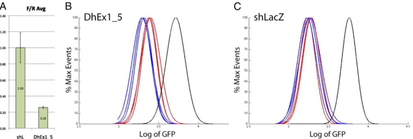 Fig. 4. Knockdown of HTT exon 1 partially prevents GFP loss in D2GFP;R6/2 mice. An shRNA directed against the poly(CAG) tract of HTT exon 1 (DhEx1_5) demonstrated an ∼ 74% reduction of protein expression compared with a nontargeting shRNA (shLacZ) in vitro