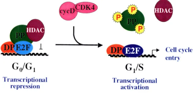 Figure 1:  Transcriptional repression and activation  by  E2F.