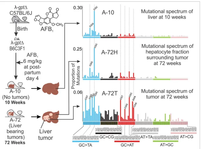 Figure 1. Recording the mutational spectra of a ﬂ atoxin B 1 (AFB 1 ) in a mouse model