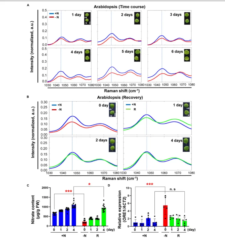 FIGURE 5 | Time course analysis of Arabidopsis under + N, –N and recovery conditions by Raman spectroscopy