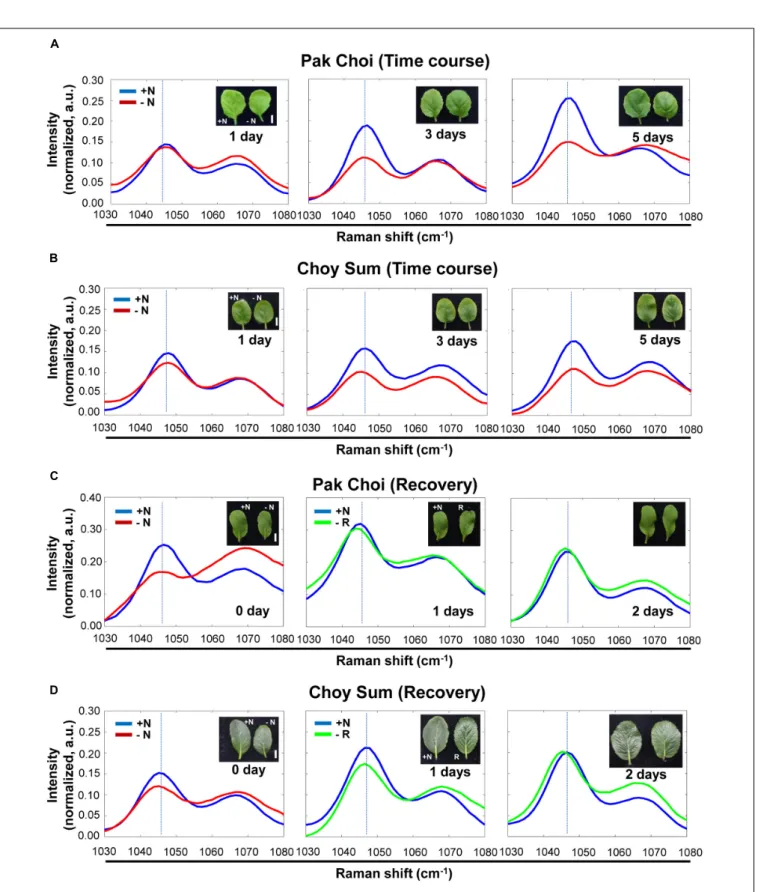 FIGURE 6 | Time course analysis of leafy vegetables, Pak Choi and Choy Sum under + N, –N and recovery conditions by Raman spectroscopy
