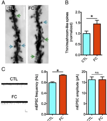 Fig. 3. Associative memory encoding enhances dendritic spine plasticity and synaptic efficacy in the mPFC