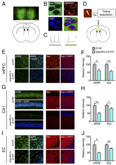 Fig. 4. Optogenetic silencing of excitatory mPFC neurons impairs ento- ento-rhinal – hippocampal circuit activation during associative memory encoding.