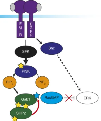 Fig. 6. Proposed mechanism for full ERK activation. Proposed mechanism for full ERK signaling includes SFK-independent activation through EGFR and Shc, whereas SFK is necessary for signaling from EGFR to PI3K