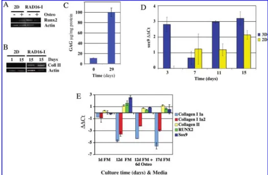 FIG. 3. Molecular characteriza- characteriza-tion of the mesodermal induccharacteriza-tion process