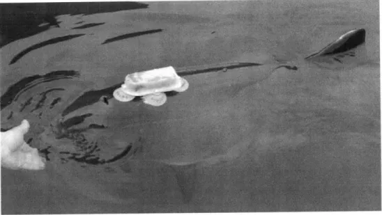 Figure 2.1.  The porpoise tag attached to a captive porpoise at the Fjord &amp; Baelt Center, Kerteminde,  Denmark