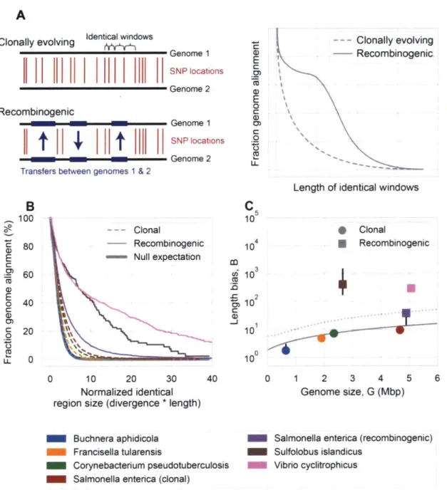 Figure  1.  Recombinogenic  microbial  genomes  share longer  and more  frequent regions of identity than clonally  evolving microbial  genomes