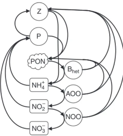 Fig. 2 Schematic of the marine ecosystem model with explicit nitri ﬁ cation.