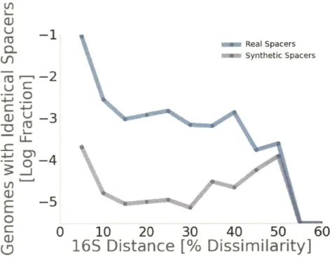 Figure 2.1:  Distantly related  bacteria share identical  spacers. The fraction of genome comparisons  containing  identical  spacers  (blue)  or synthetic  spacers  (purple)  is  shown across all  phylogenetic  distances