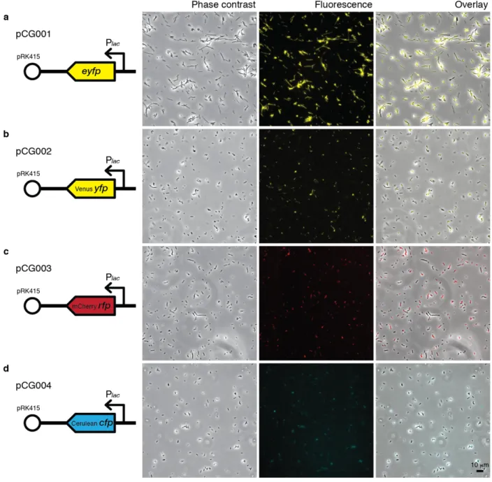 Figure 1.2 | Microscopy images of constitutively fluorescent DSS-3 (lac promoter of pRK415)