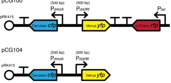 Figure 1.8 | Tri-color reporter version 1 and the two-color reporter control in DSS-3, containing promoter  fusions