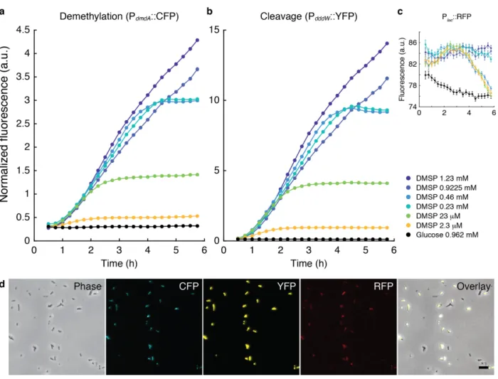 Figure 1.9 | Fluorescence of tri-color reporter (version 1) strain of DSS-3 incubated in different 