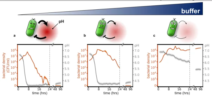 Fig. 1: Microbial acidification can cause ecological suicide. Paenibacillus sp. was grown in well-
