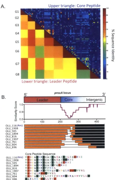 Figure  2-4. Rapid  diversification  of the procA locus.