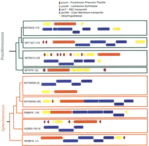 Figure S2-2.  Genetic  organization  of the prochlorosin  biosynthesis  pathway The dendrogram  on the left indicates  the phylogenetic  relationship  between strains according  to the ITS  rDNA marker