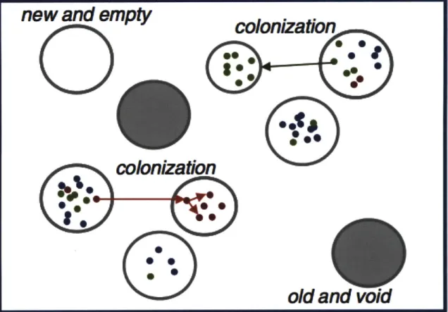 Fig.  1  Model  of  bacterial  evolution  resulting  in  low  effective  population  sizes (bottleneck)