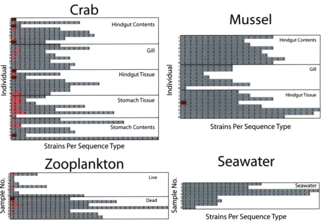 Fig. S2.  Comparison  of number  of strains  per sequence  type  (ST)  for each  sample  of crab and mussel  compartments,  aggregate  zooplankton,  and  seawater