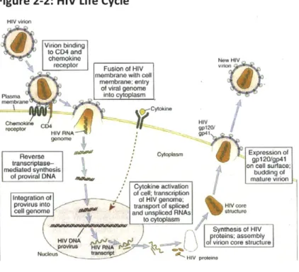 Figure 2-2:  HIV  Life Cycle 4