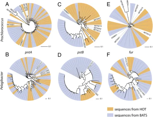 Fig. 3. Three examples of phylogenetic patterns observed in Prochlorococcus and Pelagibacter genes, from shotgun sequences sampled at HOT (orange leaf coloring) and BATS (blue leaf coloring)