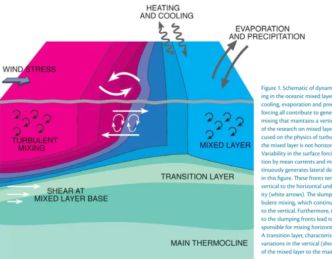 Figure 1. Schematic of dynamical processes act- act-ing in the oceanic mixed layer. Surface heatact-ing and  cooling, evaporation and precipitation, and wind  forcing all contribute to generating the turbulent  mixing that maintains a vertically mixed laye