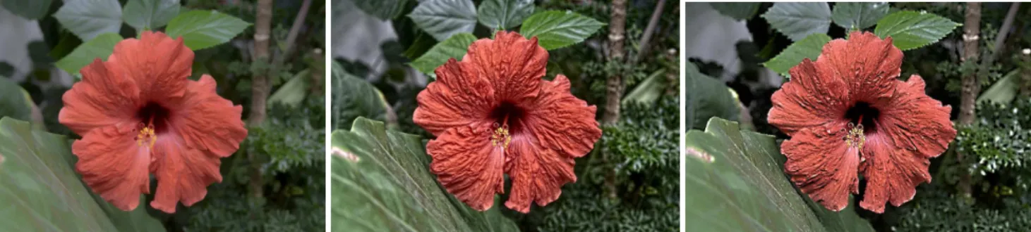 Figure 11: Fine-scale enhancement of the input image (left) using WLS [Farbman et al. 2008] (middle) and our technique (right) provides similar results with subtle differences since the detail on the petals are of, both, low contrast and fine scale