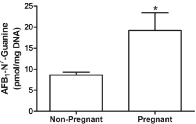 Figure 2. Pregnancy confers an elevated risk of AFB 1 -induced DNA damage.