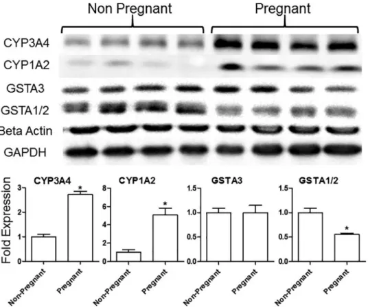 Figure 3. Pregnancy yields an increase in expression of bioactivating enzymes of AFB 1 