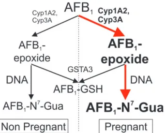 Figure 5. Pregnancy enhances the toxicological impact of AFB 1 . The observed increase in phase I metabolic enzymes (CYP1A2, CYP3A) in pregnant mice leads to increased levels of AFB 1 -epoxide, while amounts of the phase II detoxifying enzyme (GSTA3) remai