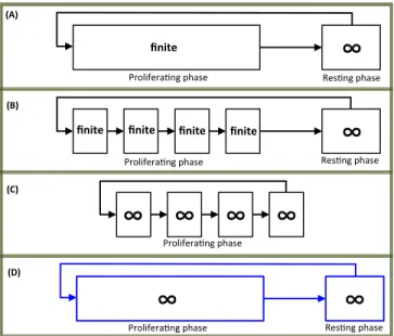 Fig. 2. A cartoon representation of the discrete maturity model of interest. Cells of the i-th maturity-generation, where i ∈ I n = {1, 