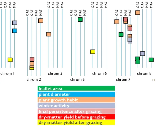 Figure 4: Schematic position of QTL for grazing tolerance on the chromosomes of each parent (CA1 and CA2  for Camporegio, MA1 and MA7 for Mamuntanas)