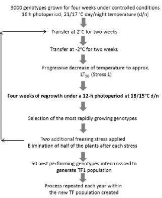 Figure 1. Recurrent procedure used for the selection of freezing-tolerant and low-dormant populations