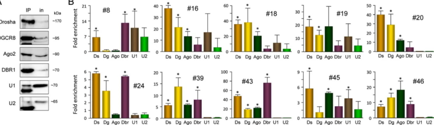 Figure 5. SID interactions with miRNA pathway key factors. (A) Native RIP was performed using the indicated antibodies and the effective protein precipitation was confirmed by western blotting