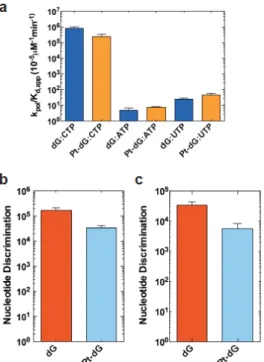 Figure 3. Pol II selectively incorporates matched CTP over mismatched ATP or UTP op- op-posite the phenanthriplatin-DNA adduct