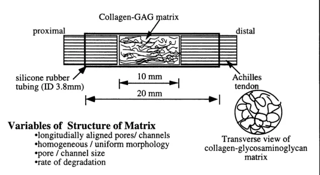 Figure  3.2.  Schematic  of a  collagen-GAG  matrix  encased  in  a  silicone  rubber tube  used  in the study  of tendon healing.