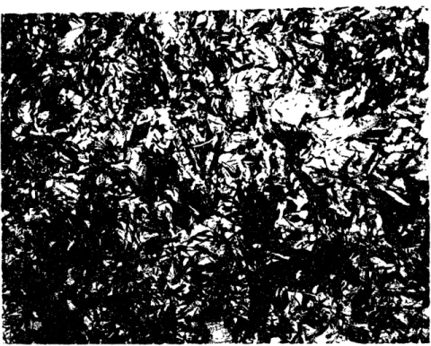 Figure  5.2 Photomicrograph of RSP Fe-13Ni-lC, aged at room temperature for 7500 hours.