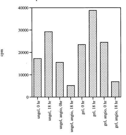 Figure 8:  Comparing  the effect of ungelatinized  (ungel) and gelatinized (gel) plates in  angiostatin  treated and  untreated cells