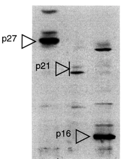 Figure  10:  Testing of antibody  specificity for BCEC.
