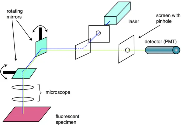Figure 1-1: Standard confocal microscope setup as depicted by Semwogerere et al.[71].