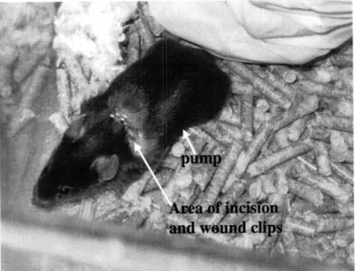 Figure 2. A mouse  7 days  after pump  implantation.  See the shaved area and the wound  clips as well  as the outline of the  pump down  the