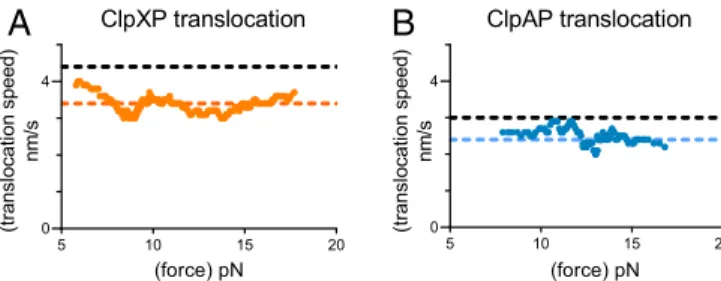 Table 1. Preunfolding times and translocation velocities of ClpXP and ClpAP in N-to-C and C-to-N directions