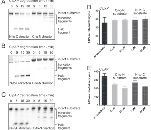 Fig. 5. Ensemble assays of substrate degradation and ATP hydrolysis. ( A–C ) SDS/PAGE assays of the kinetics of degradation of N-tagged ssrA-(titin I27 ) 4 -Halo or C-tagged Halo-(titin I27 ) 4 -ssrA degradation by ClpXP or ClpAP