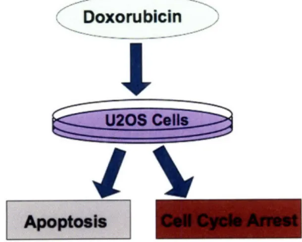 Figure 2.  Cellular Outcome  after Doxorubicin  Treatment  - Treating U20S  cells  with doxorubicin results  in  either cell  cycle  arrest or  cell  apoptosis in  a  dose  dependent manner.