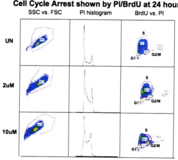 Figure 6.  Cell  Cycle  Arrest shown  by  PI-BrdU analysis  at 24 hours.