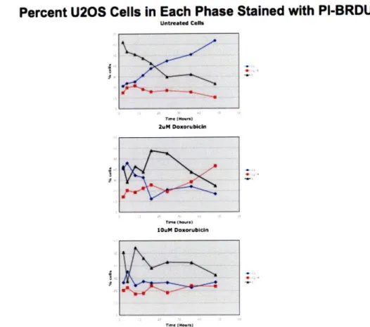 Figure  7.  U20S  cell cycle dynamics  after doxorubicin treatment.