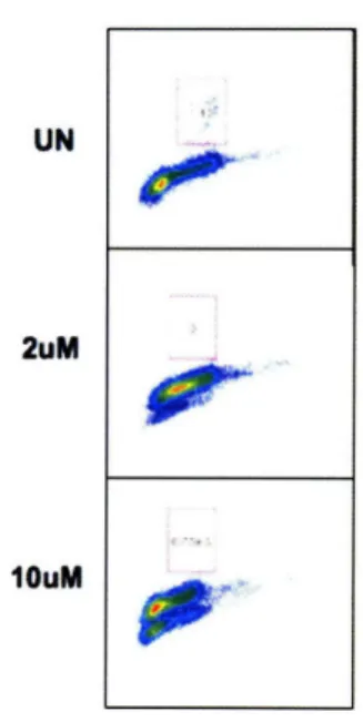 Figure 9. pHH3  Levels  Identify Cells  in Mitosis  at 24  hours.