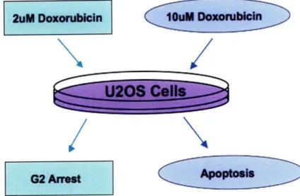 Figure  10.  Doxorubicin  Treatment  Results  - Treating U20S  with 2uM  Doxorubicin  results  in a permanent  cell  cycle  arrest  in the G2  phase