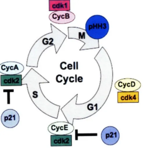 Figure  1. Cell Cycle - The  cell cycle  is comprised  of four stages:  Gl,  S, G2  and M (mitosis)