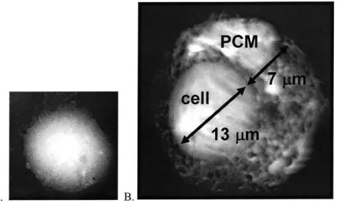 Figure  1.2  AFM  images  showing (A)  a single  chondrocyte  on day  0 and  (B)  a single chondrocyte  surrounded  by a layer of pericellular matrix on day  11
