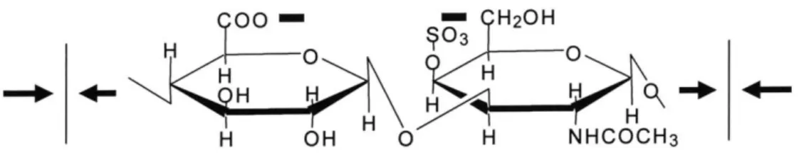 Figure  1.4  A negatively  charged  repeating  disaccharide  unit  on  the GAG  chain.