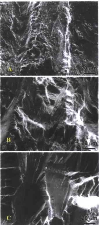 Figure  12:  Fatigue crack growth surface  in room temperature air, with irregular and rough faceting, (a)